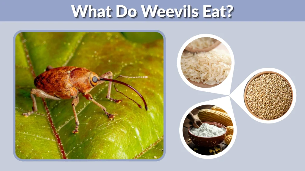 What Do Weevils Eat