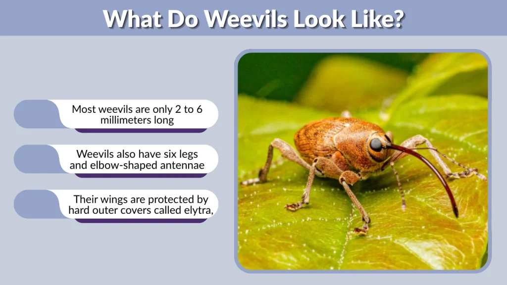 What Do Weevils Look Like