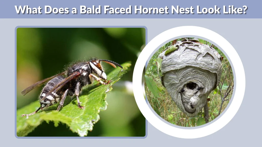 What Does a Bald Faced Hornet Nest Look Like