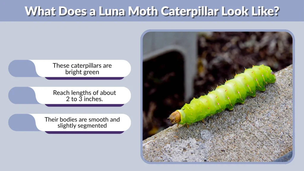 What Does a Luna Moth Caterpillar Look Like