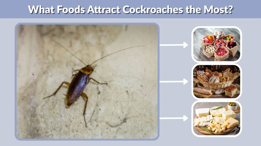 What Foods Attract Cockroaches the Most