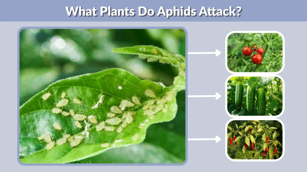 What Plants Do Aphids Attack