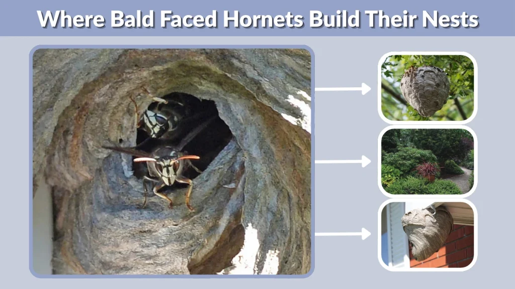 Where Bald Faced Hornets Build Their Nests
