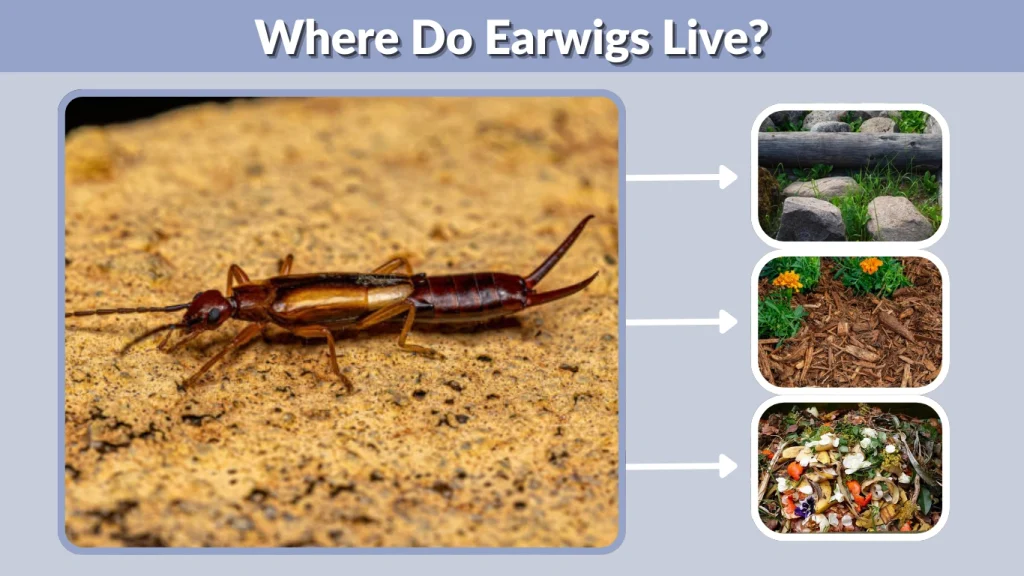 Where Do Earwigs Live