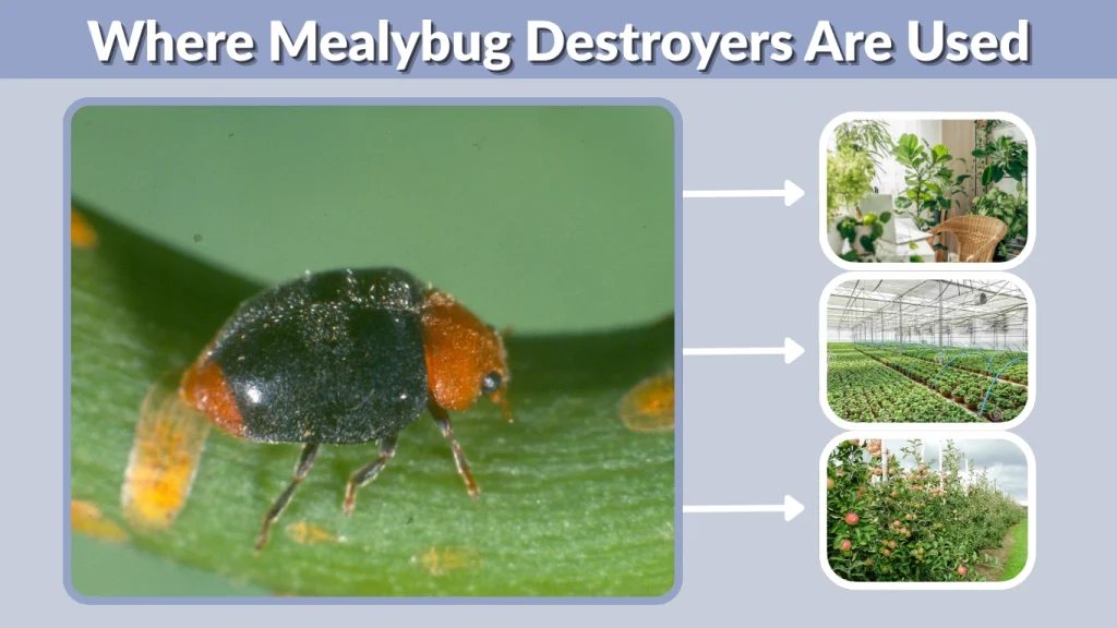 Where Mealybug Destroyers Are Used