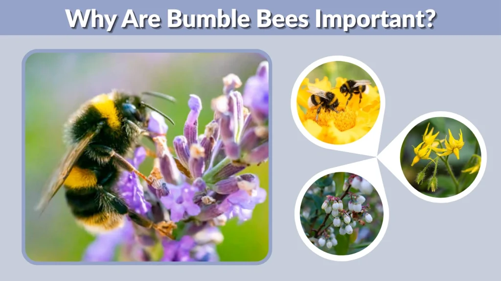 Why Are Bumble Bees Important