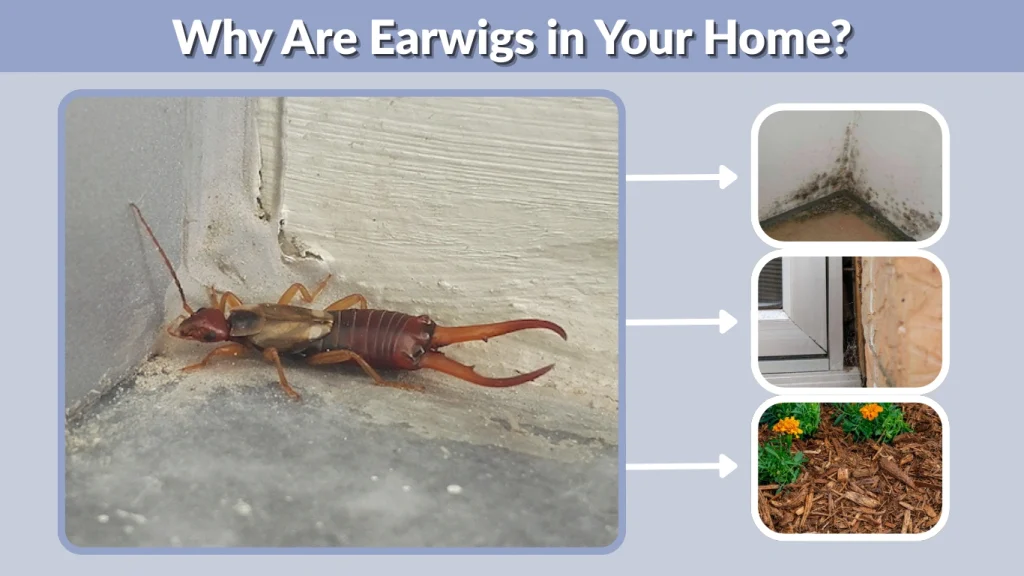 Why Are Earwigs in Your Home