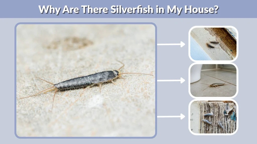 Why Are There Silverfish in My House