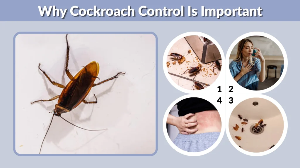 Why Cockroach Control Is Important