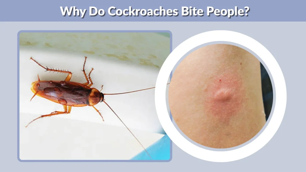 Why Do Cockroaches Bite People