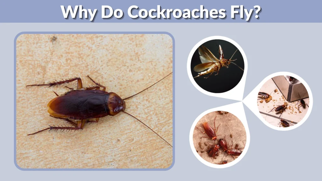 Why Do Cockroaches Fly