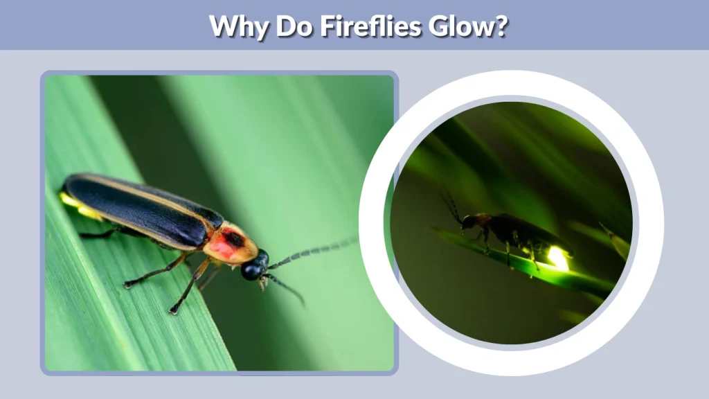 Why Do Fireflies Glow