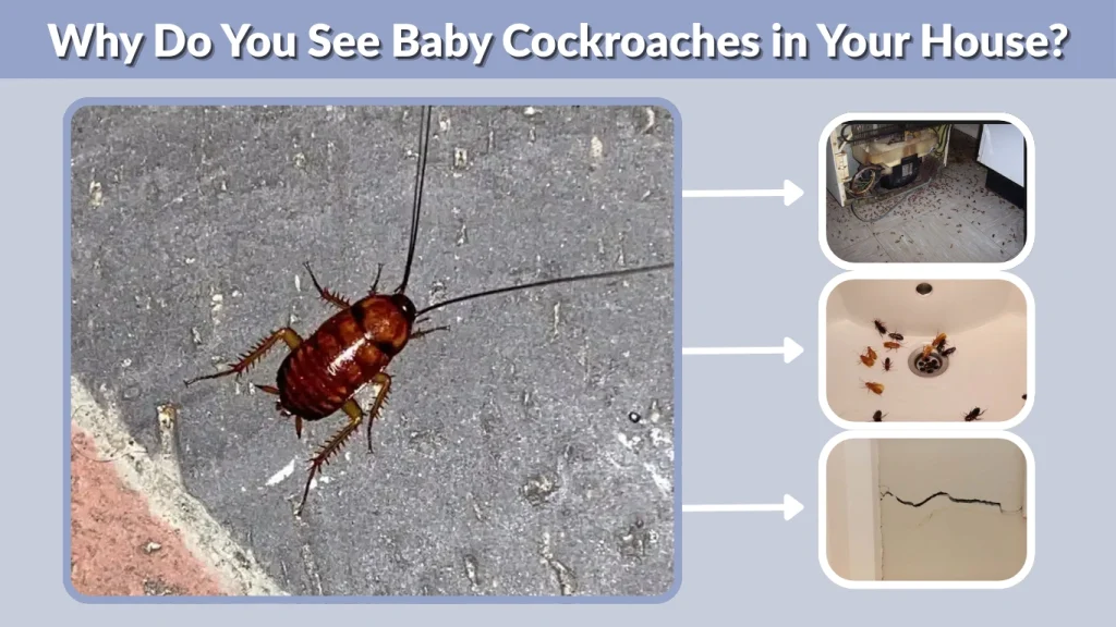 Why Do You See Baby Cockroaches in Your House