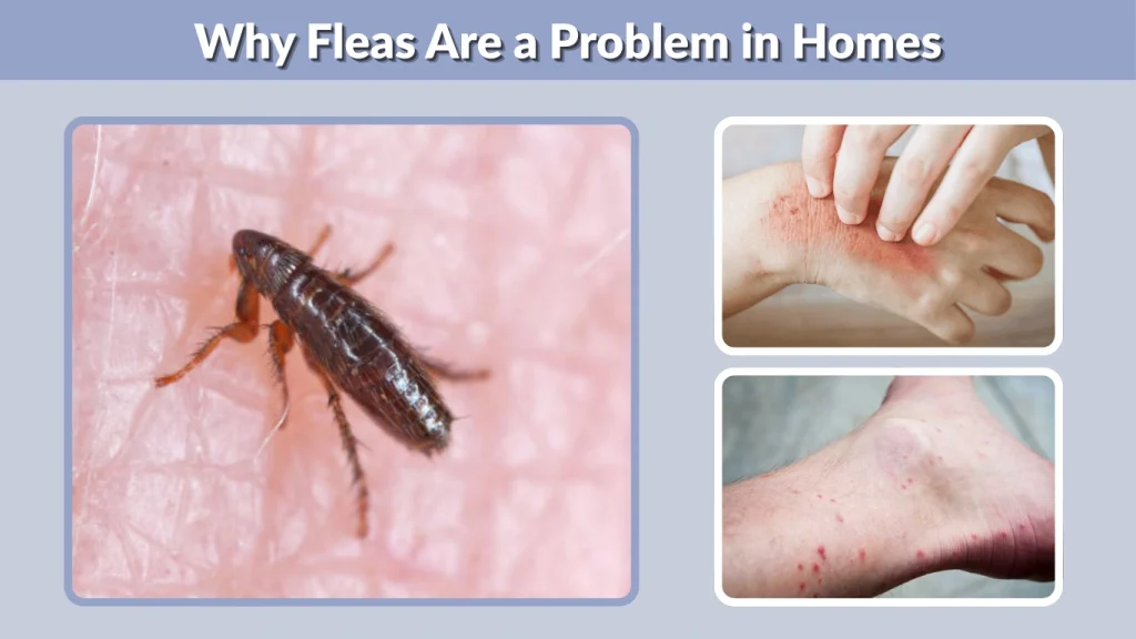 Why Fleas Are a Problem in Homes