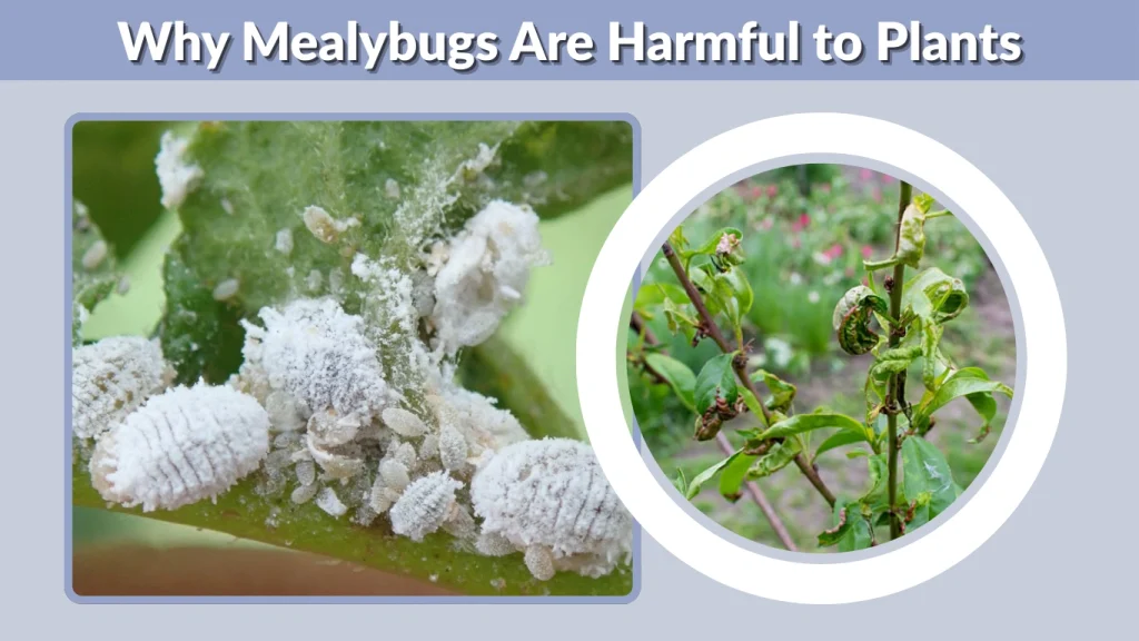 Why Mealybugs Are Harmful to Plants