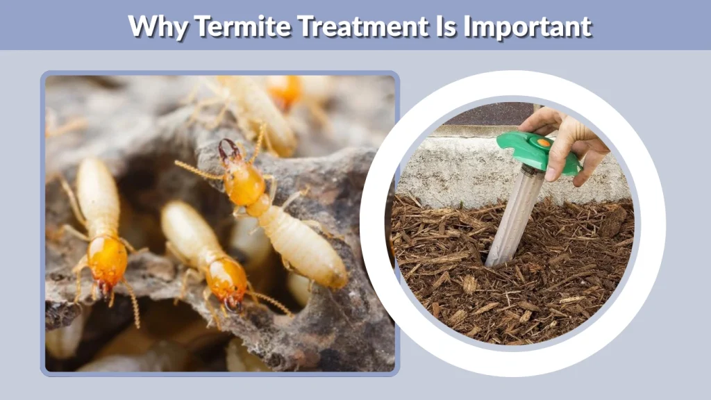 Why Termite Treatment Is Important