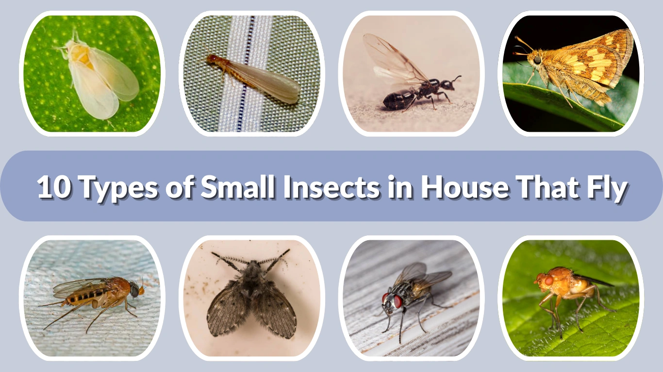 10 Types of Small Insects in House That Fly Id with Picture
