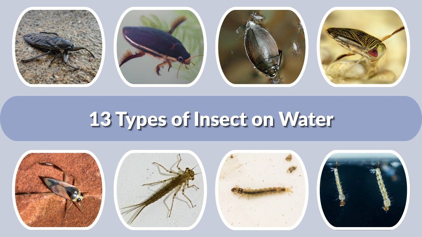 13 Types of Insect on Water Identification with Picture