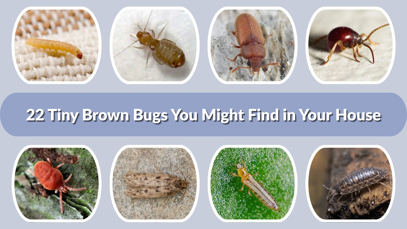 22 Tiny Brown Bugs You Might Find in Your House