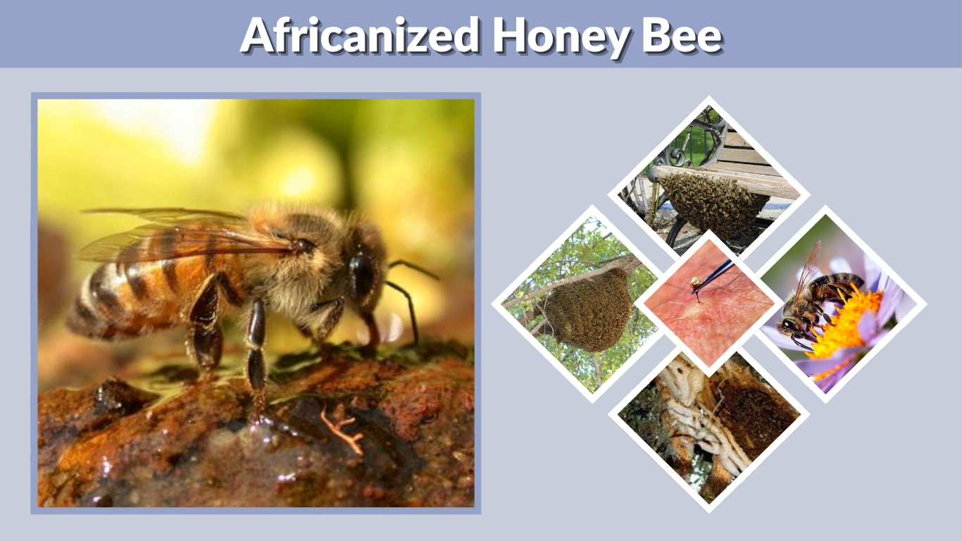 Africanized Honey Bee Facts, Danger and Identification