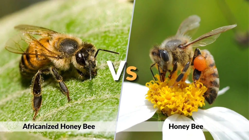 Africanized Honey Bee vs Honey Bee
