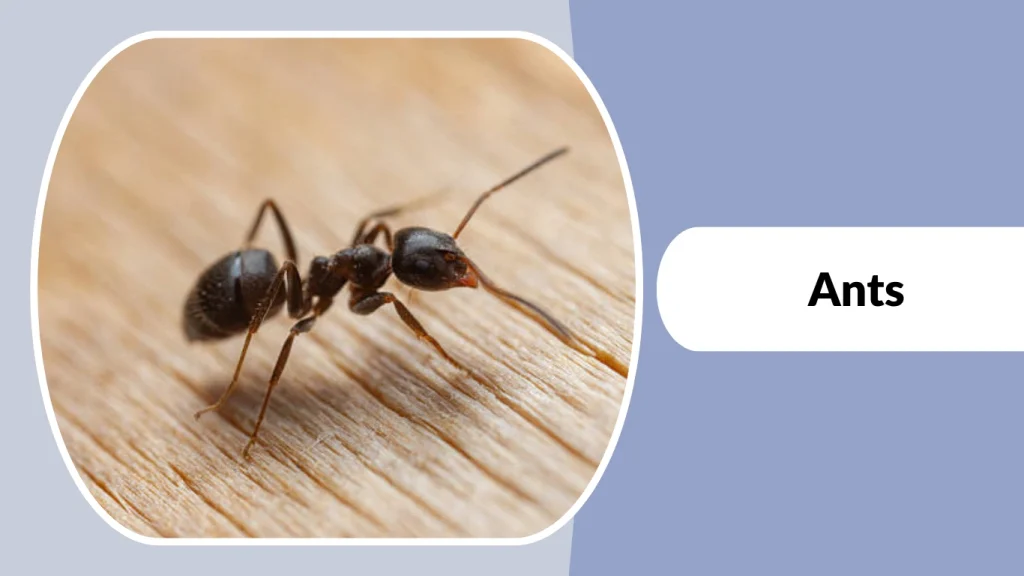 Ants