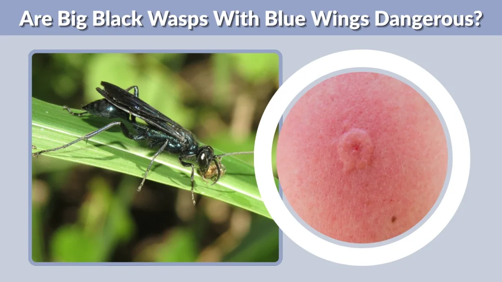 Are Big Black Wasps With Blue Wings Dangerous