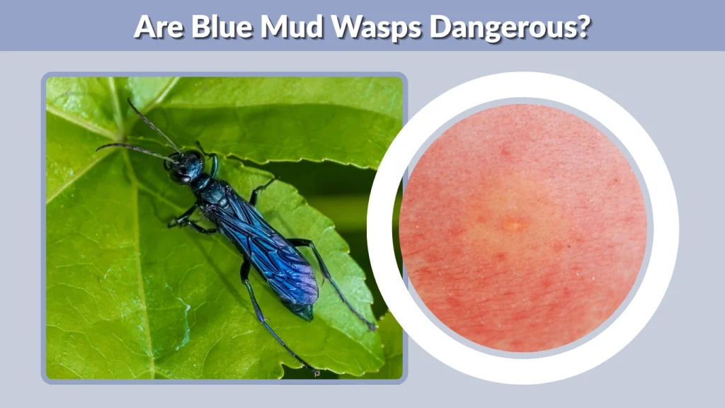 Are Blue Mud Wasps Dangerous