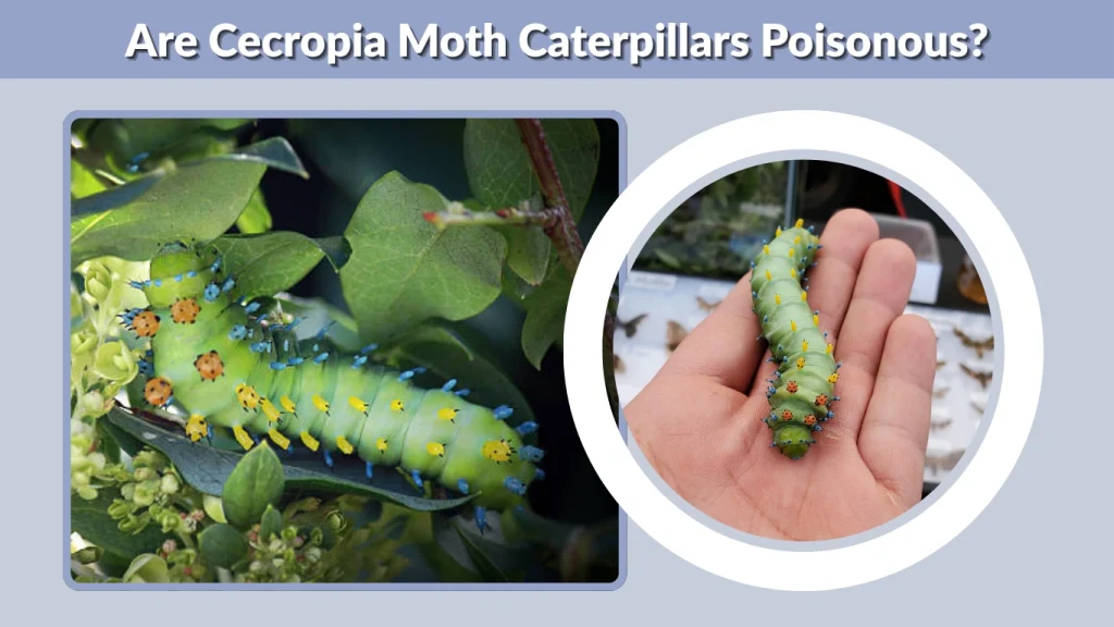 Are Cecropia Moth Caterpillars Poisonous
