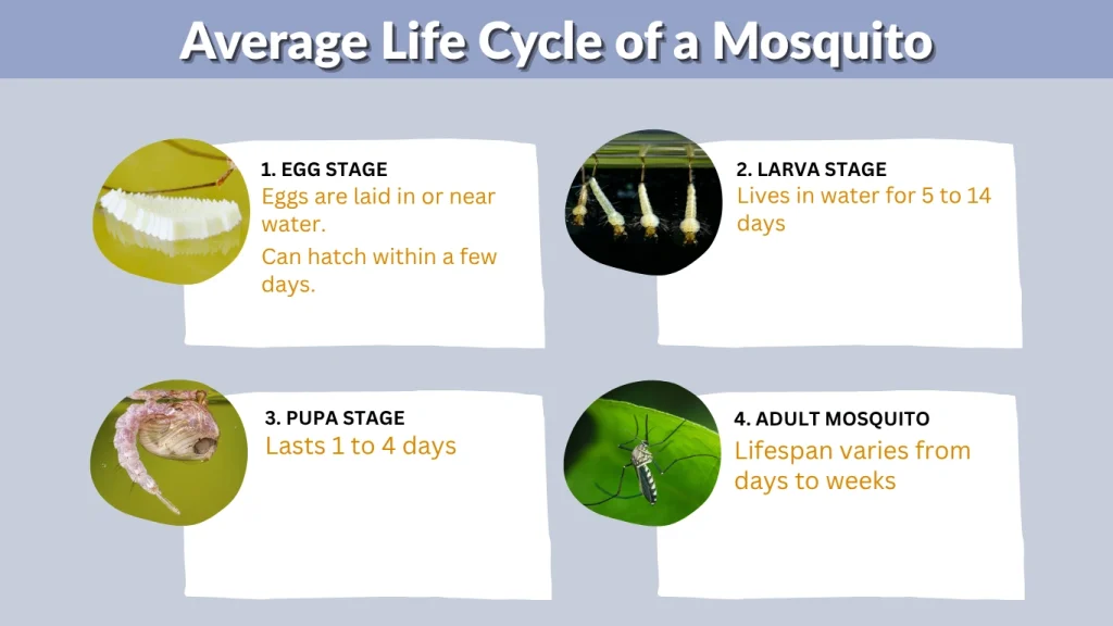 Average Life Cycle of a Mosquito