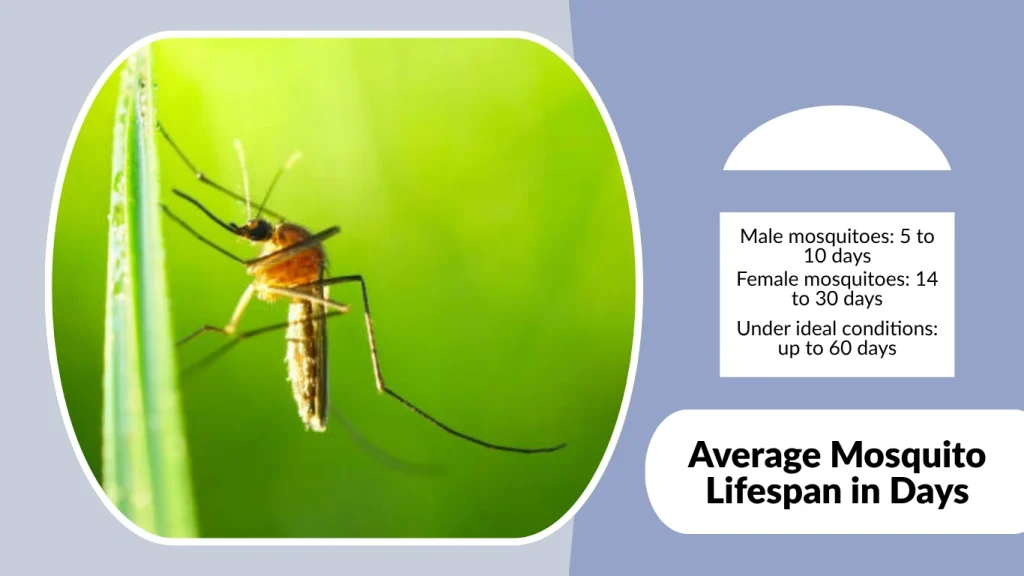 Average Mosquito Lifespan in Days