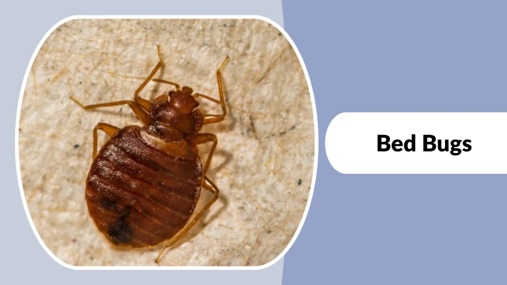 Bed Bugs
