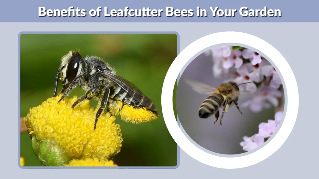 Benefits of Leafcutter Bees in Your Garden
