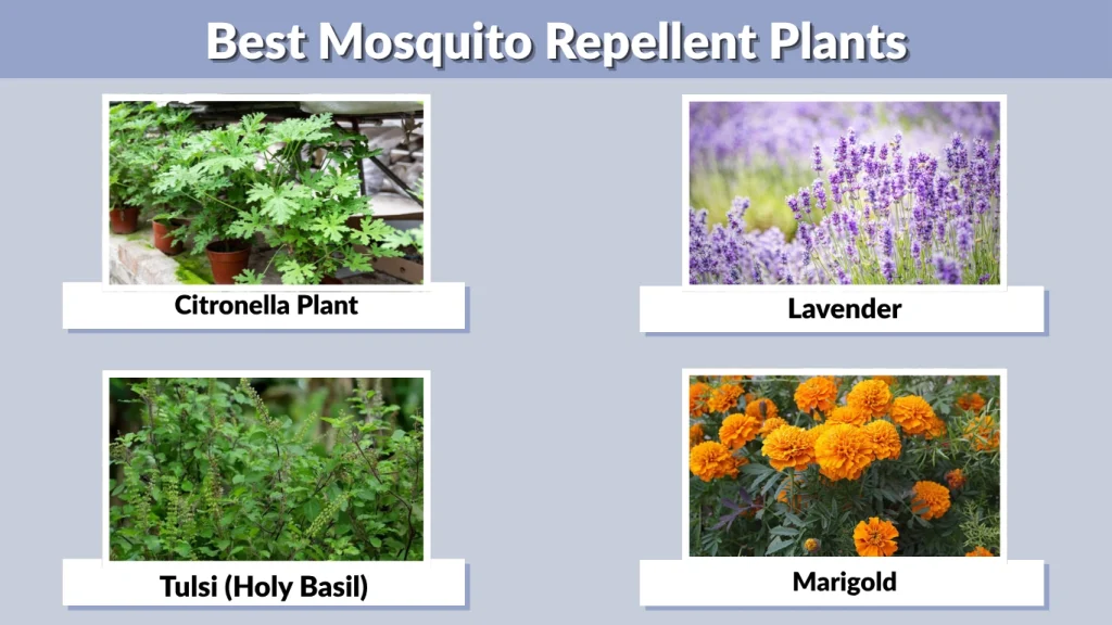 Best Mosquito Repellent Plants