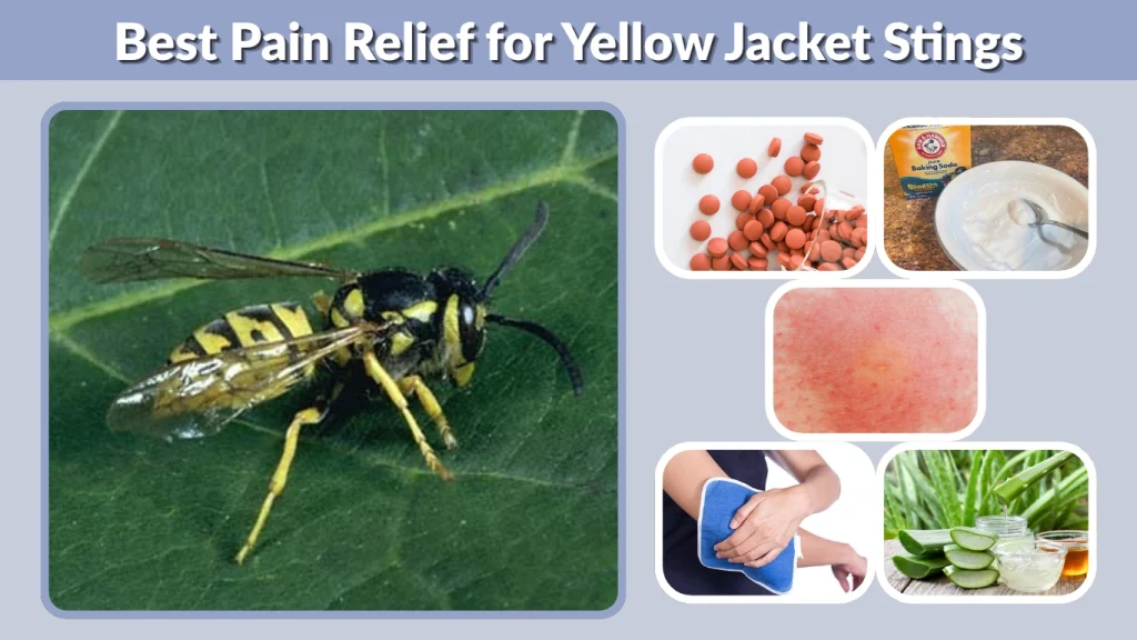 Best Pain Relief for Yellow Jacket Stings
