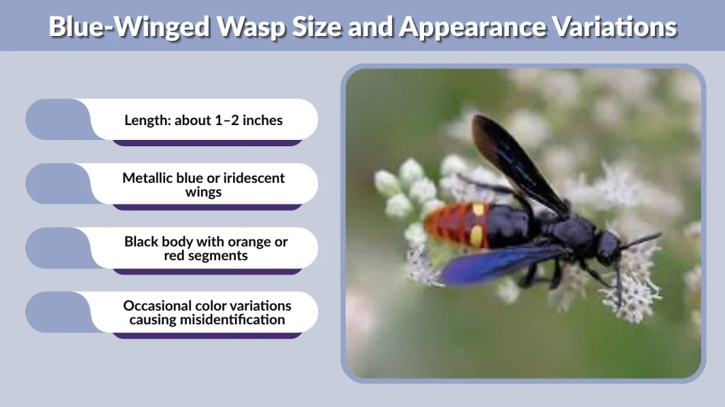 Blue-Winged Wasp Size and Appearance Variations