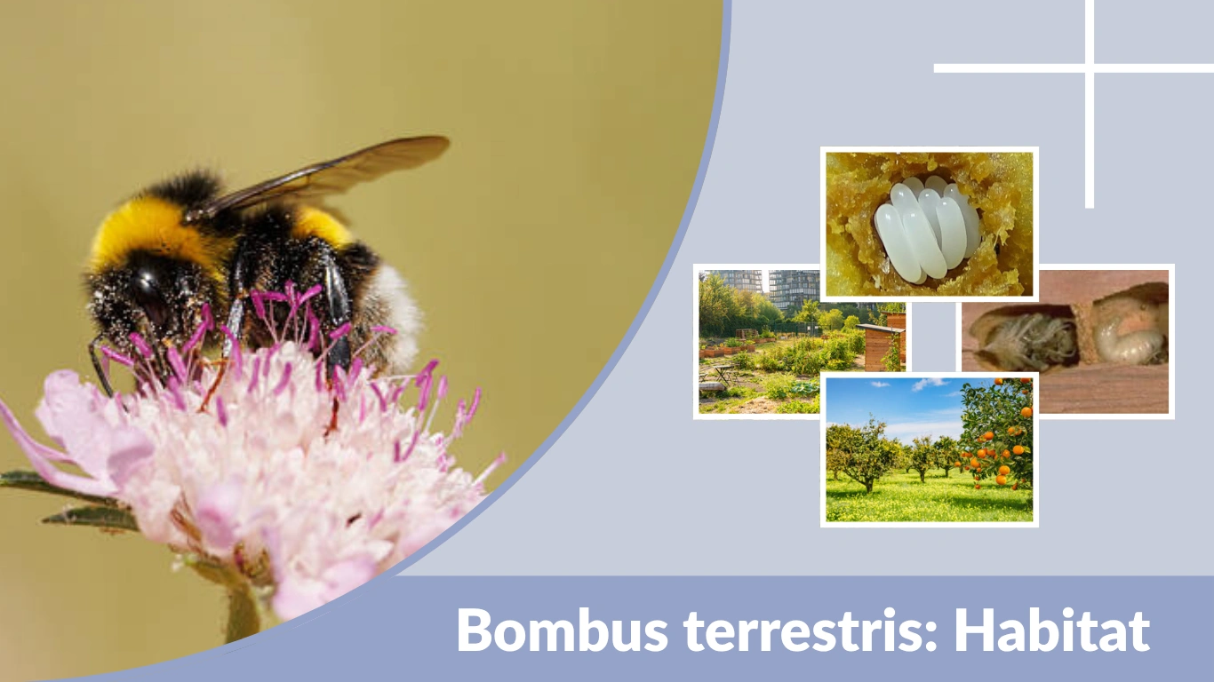 Bombus terrestris Habitat, Life Cycle and Pollination Role
