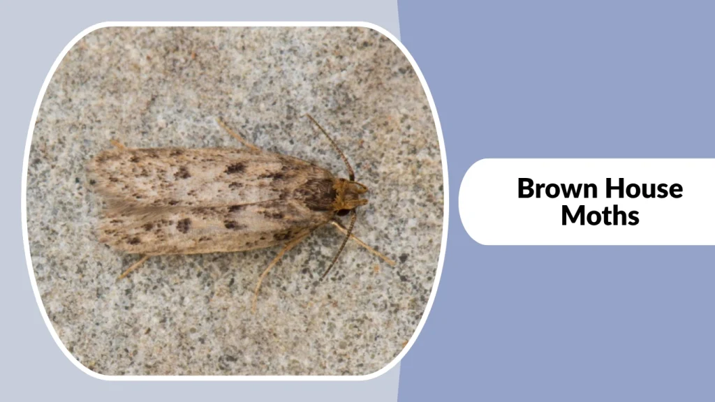 Brown House Moths