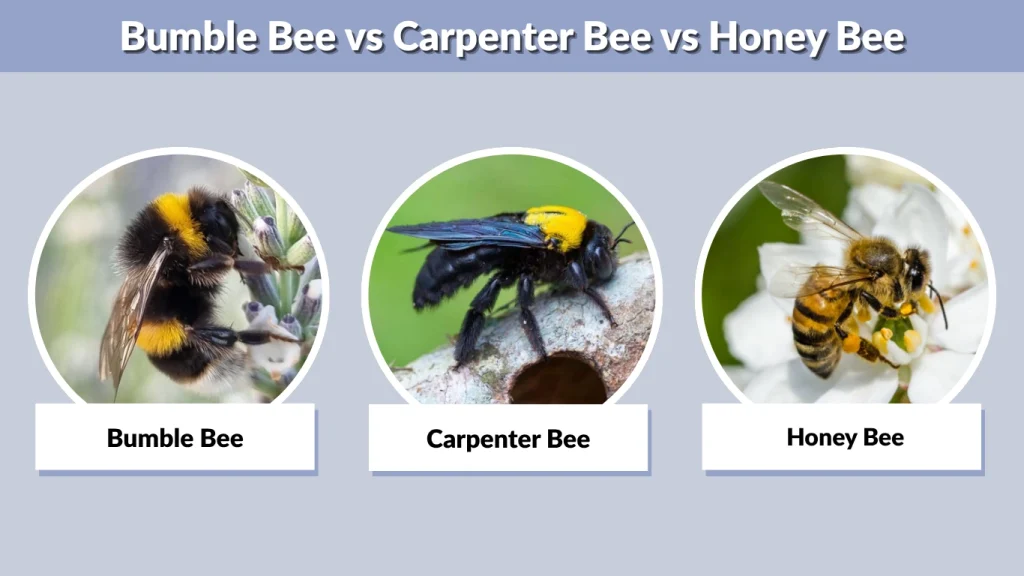 Bumble Bees vs Honey Bees: Simple Comparison Guide