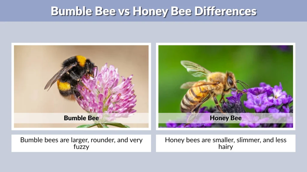 Bumble Bee vs Honey Bee Differences
