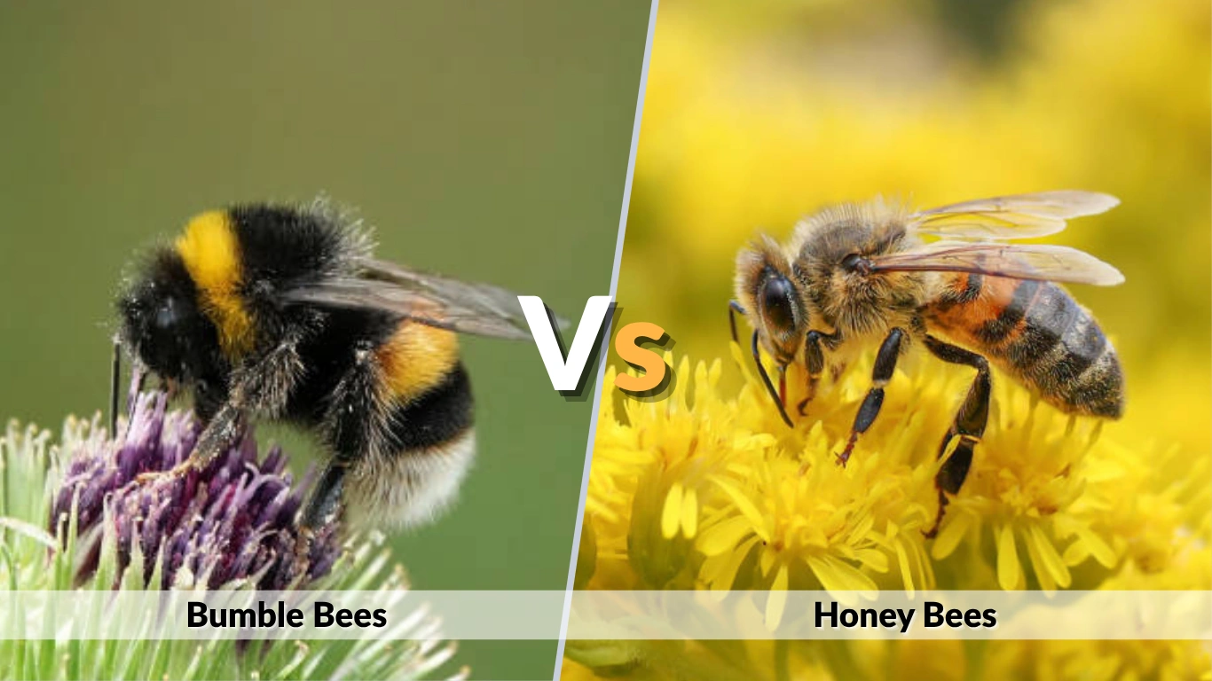Bumble Bees vs Honey Bees Simple Comparison Guide