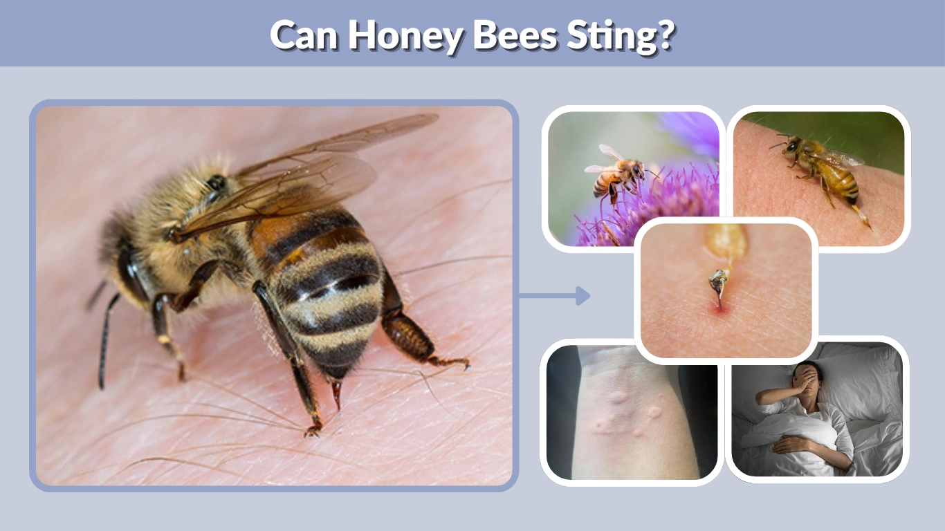 Can Honey Bees Sting Facts, Safety and Risks Guide