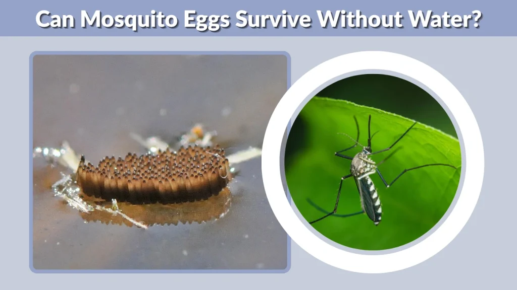 Can Mosquito Eggs Survive Without Water