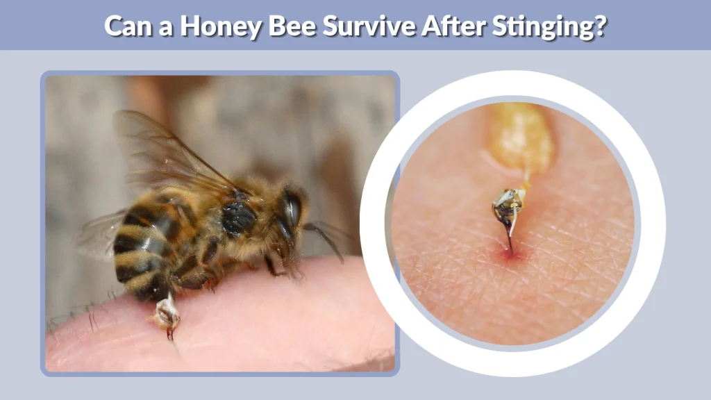 Can a Honey Bee Survive After Stinging