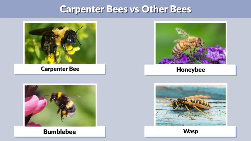 Carpenter Bees vs Other Bees