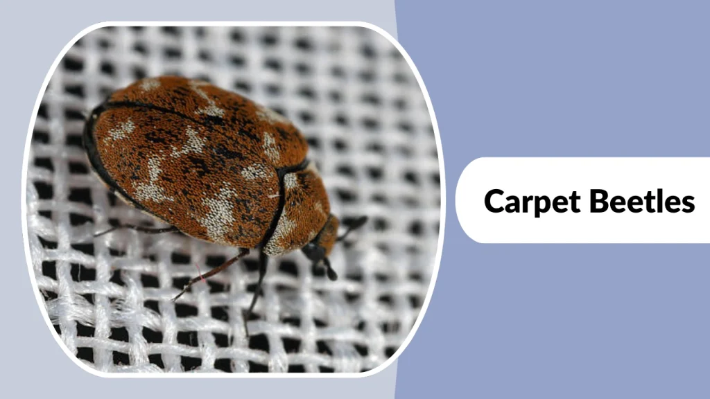 Carpet Beetles