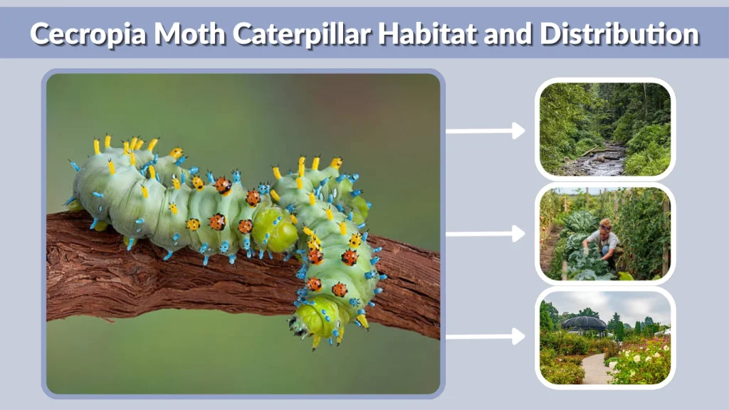 Cecropia Moth Caterpillar Habitat and Distribution
