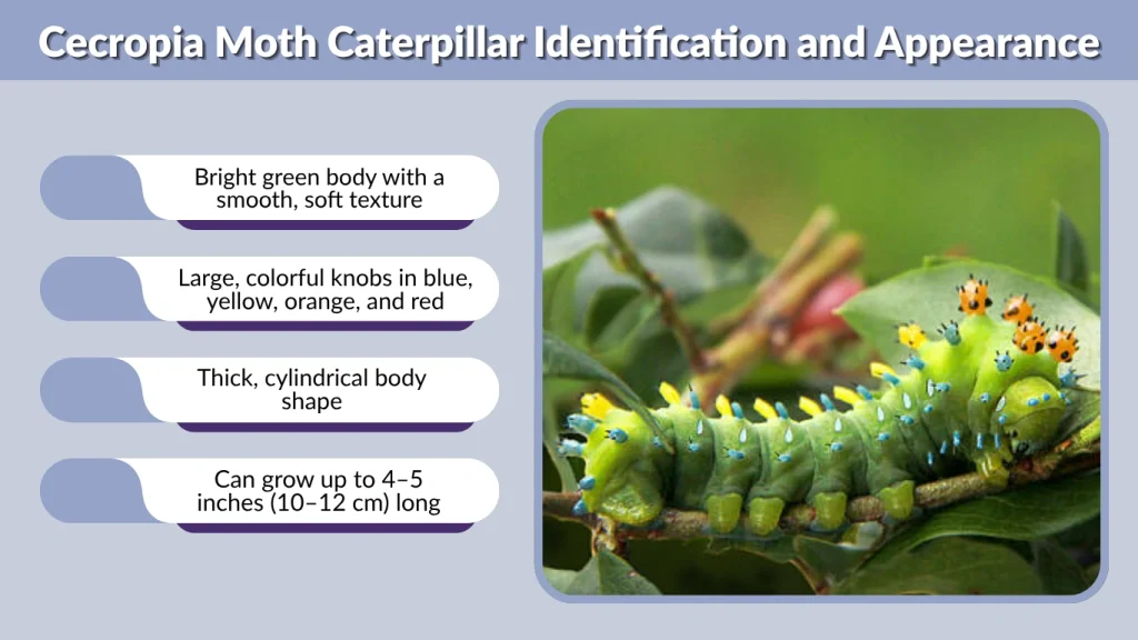 Cecropia Moth Caterpillar Identification and Appearance