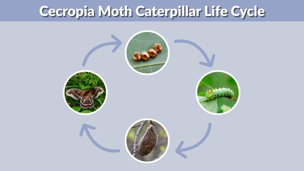Cecropia Moth Caterpillar Life Cycle
