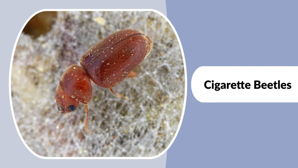 Cigarette Beetles